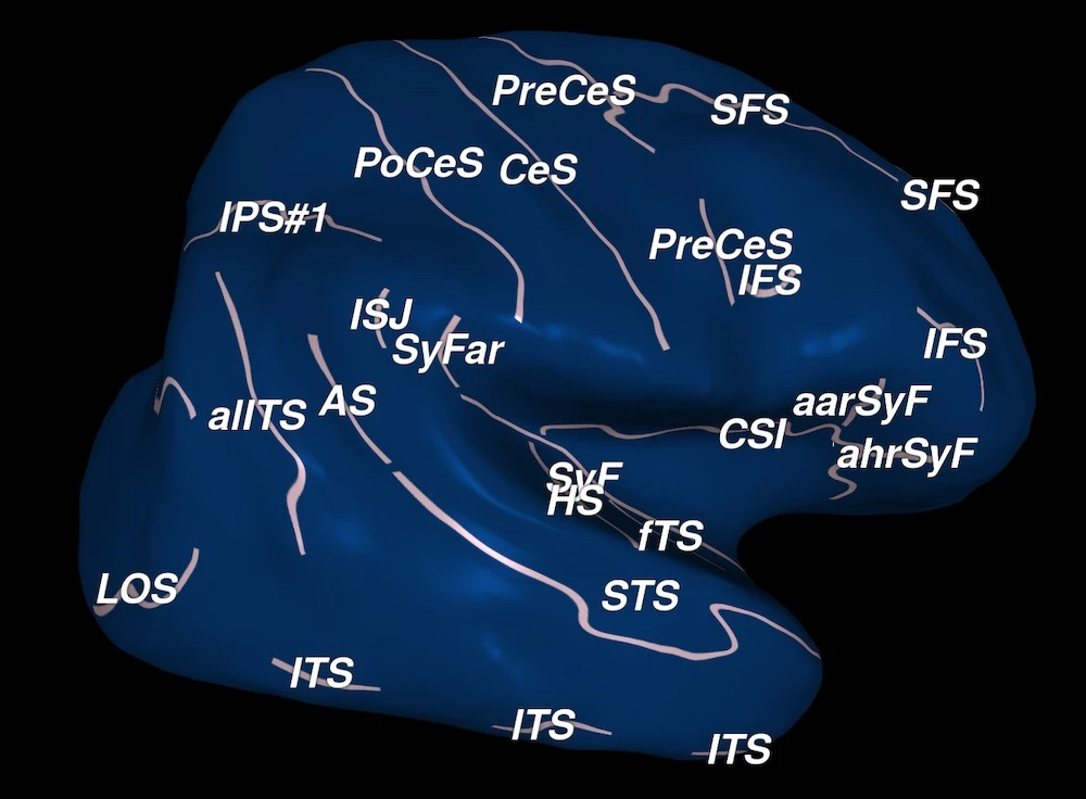 Sulci and Gyri