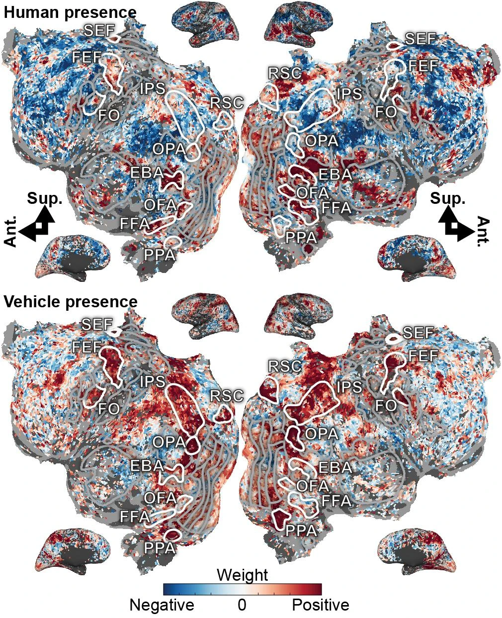 Gallant Lab Naturalistic fMRI Dataset