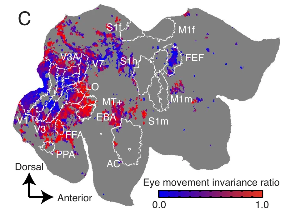 Nishimoto et al. 2017 eye movement invariance