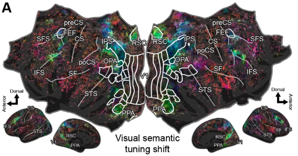 Zhang & Gallant 2026 semantic tuning shifts preprint
