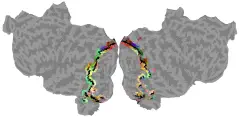 New paper from Sara Popham and colleagues on semantic representations in the...