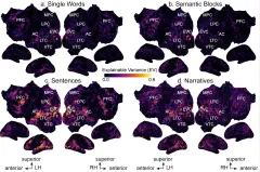 New paper from Deniz et al. on how semantic representations during language production are affected by context, published in J. Neuroscience