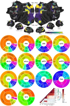 Our awesome postdoc Dr. Tianjiao Zhang has uploaded his Naturalistic Navigation study...